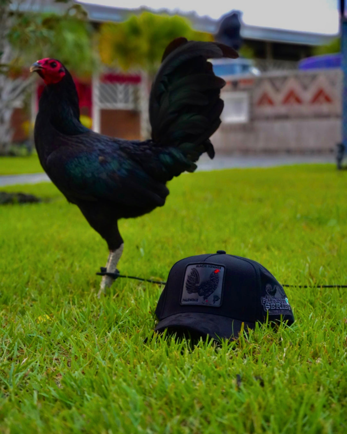 gallo negro hat